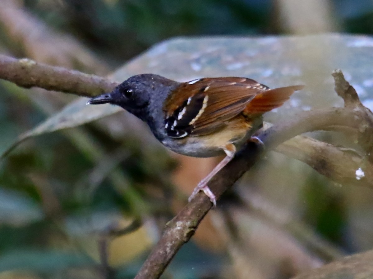 Chestnut-tailed Antbird - Carmen Lúcia Bays Figueiredo