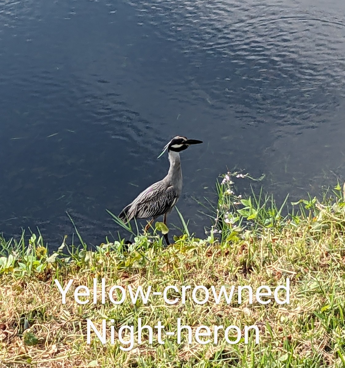 Yellow-crowned Night Heron - ML603701151