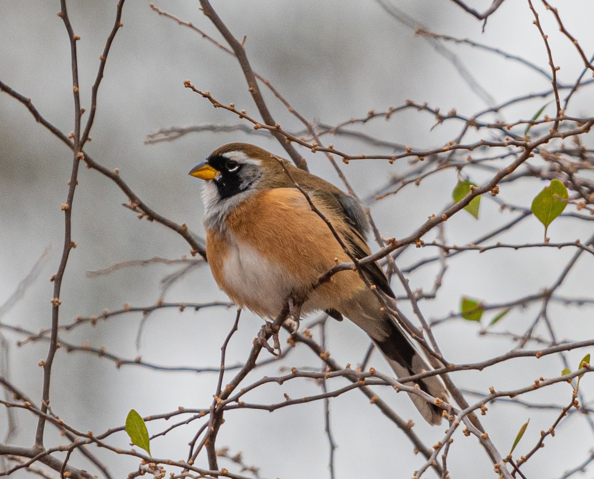 Many-colored Chaco Finch - ML603703291
