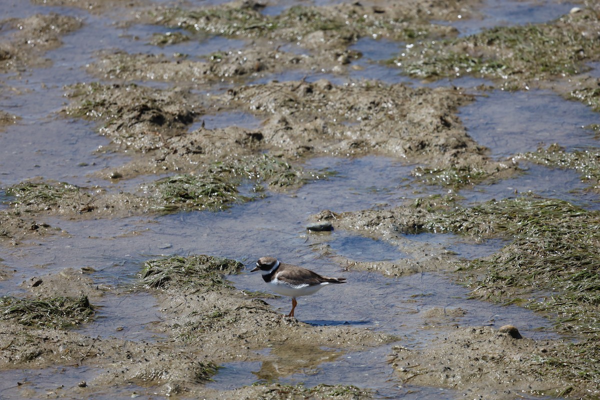 Common Ringed Plover - ML603704851