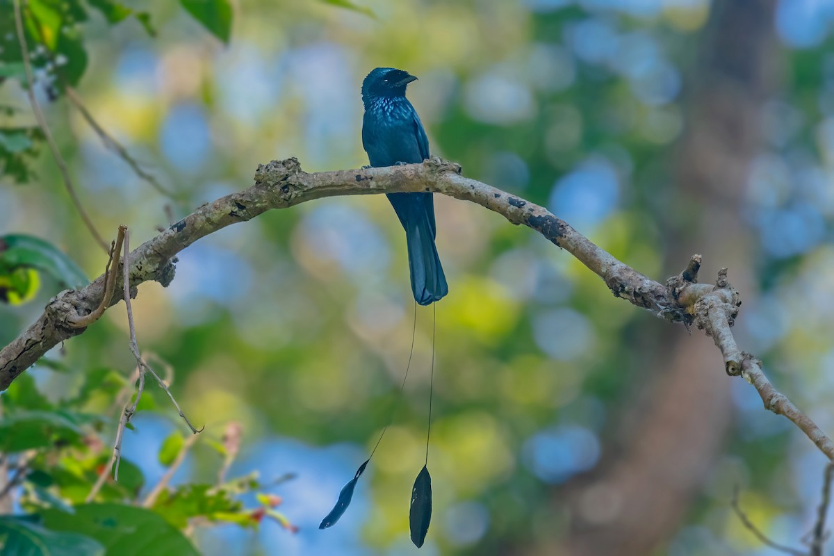 Lesser Racket-tailed Drongo - ML603705931
