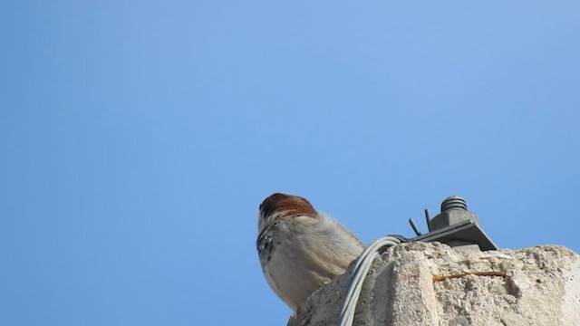 Italian Sparrow - ML603707241