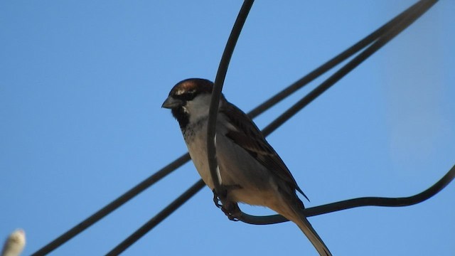 Italian Sparrow - ML603707271