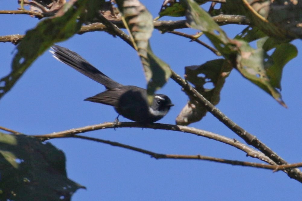 White-throated Fantail - ML603707561