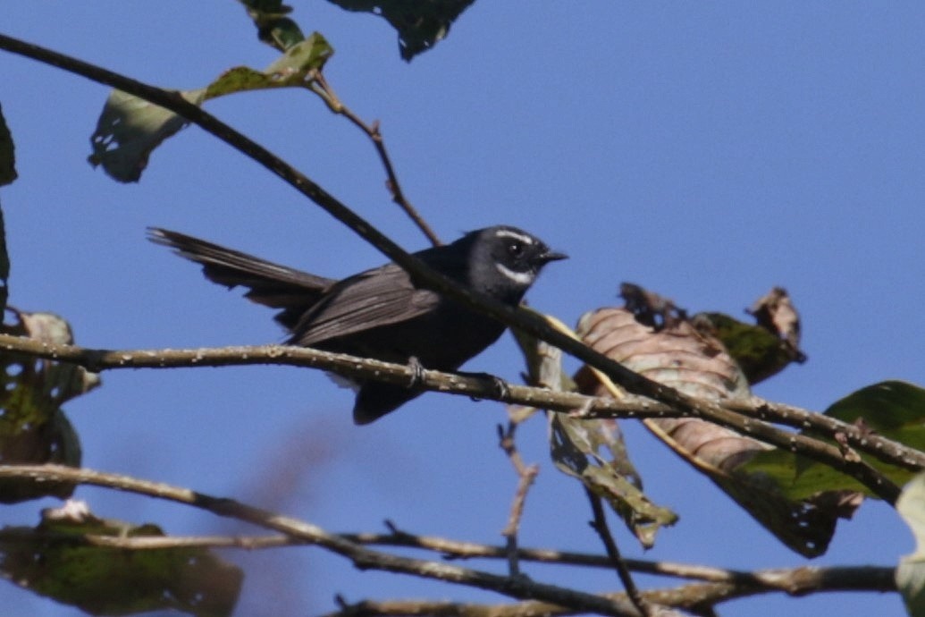 White-throated Fantail - ML603707571