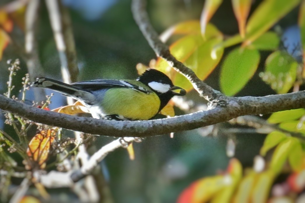 Green-backed Tit - ML603707651