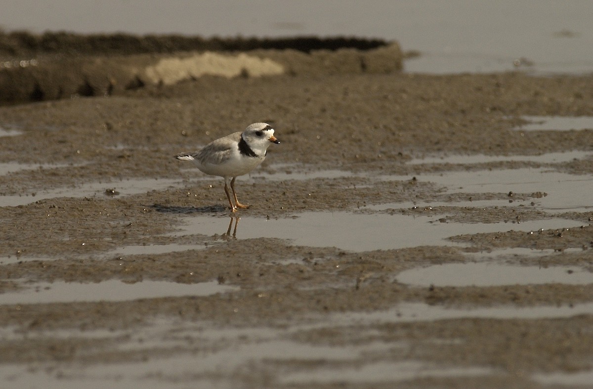 Piping Plover - ML603708001