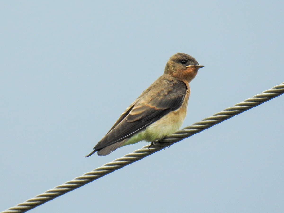 Southern Rough-winged Swallow - Diego Emerson Torres