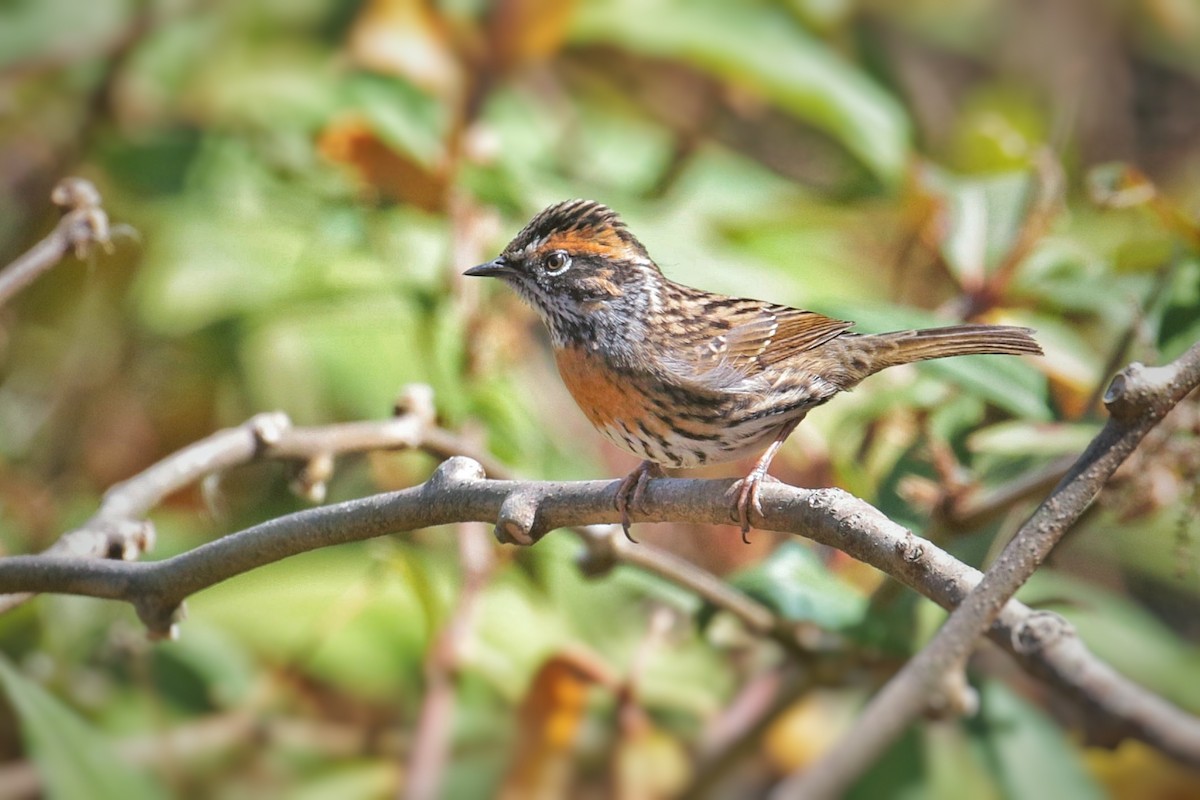Rufous-breasted Accentor - ML603708581