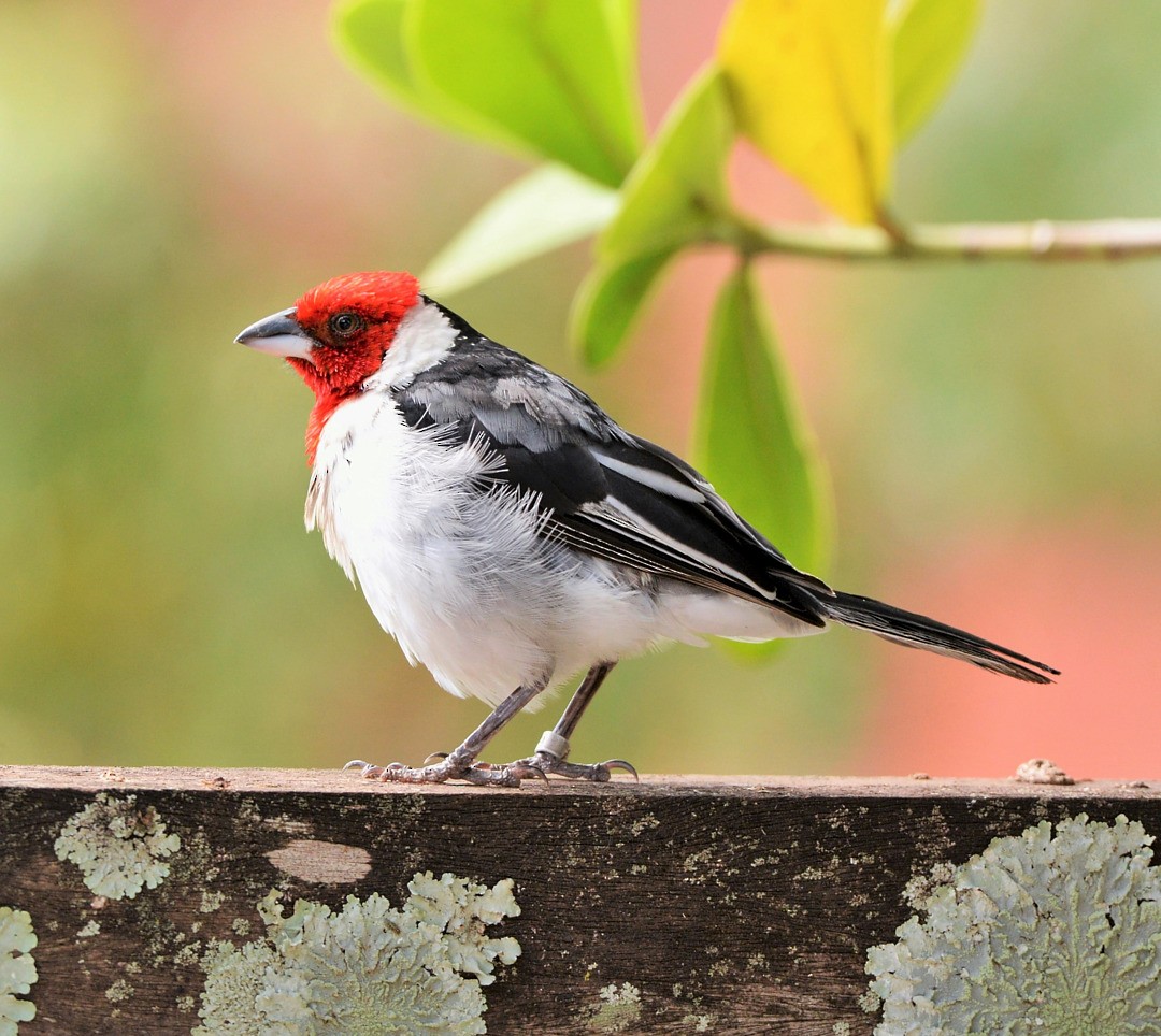 Red-cowled Cardinal - ML603712701