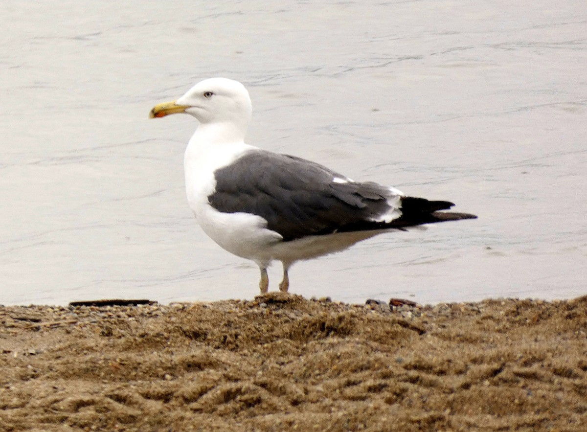 Lesser Black-backed Gull - Darrell Hance