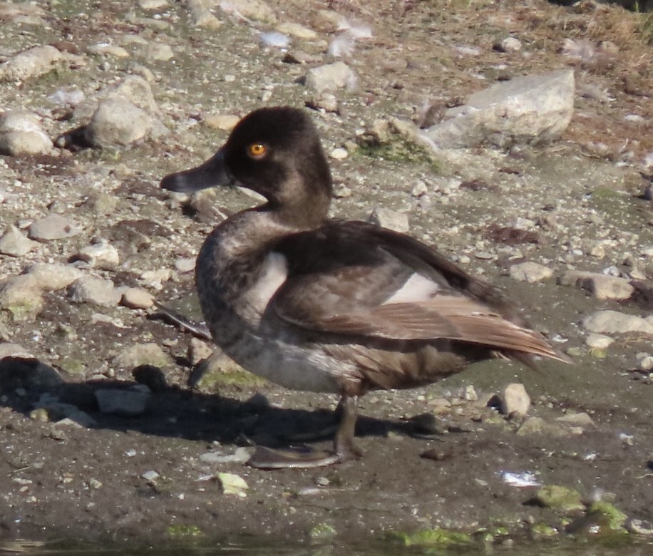 Ring-necked Duck - ML603713571