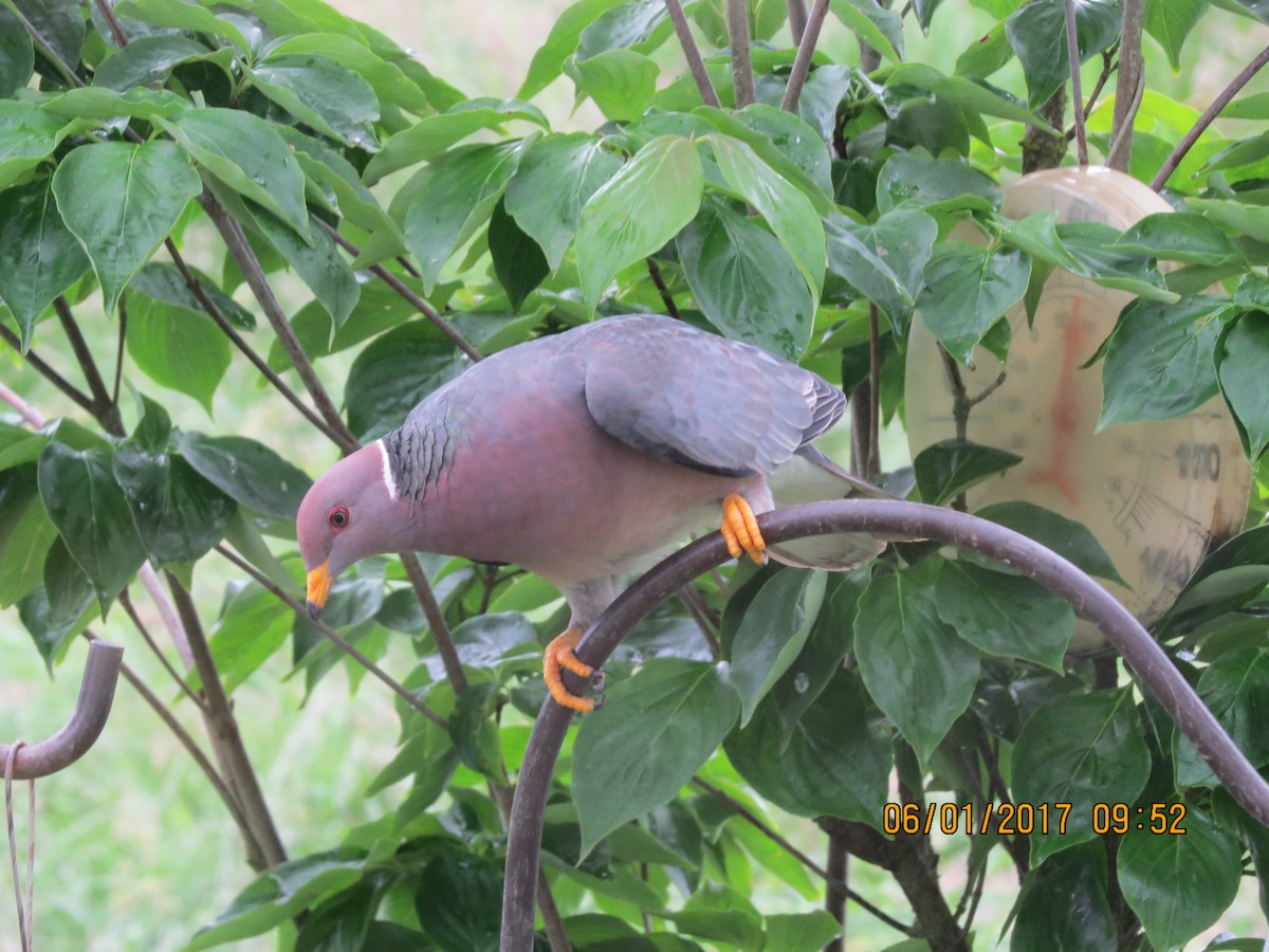 Band-tailed Pigeon - Gary Bletsch
