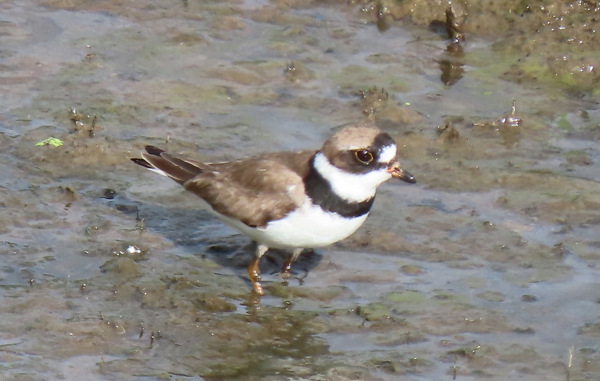 Semipalmated Plover - ML603717341