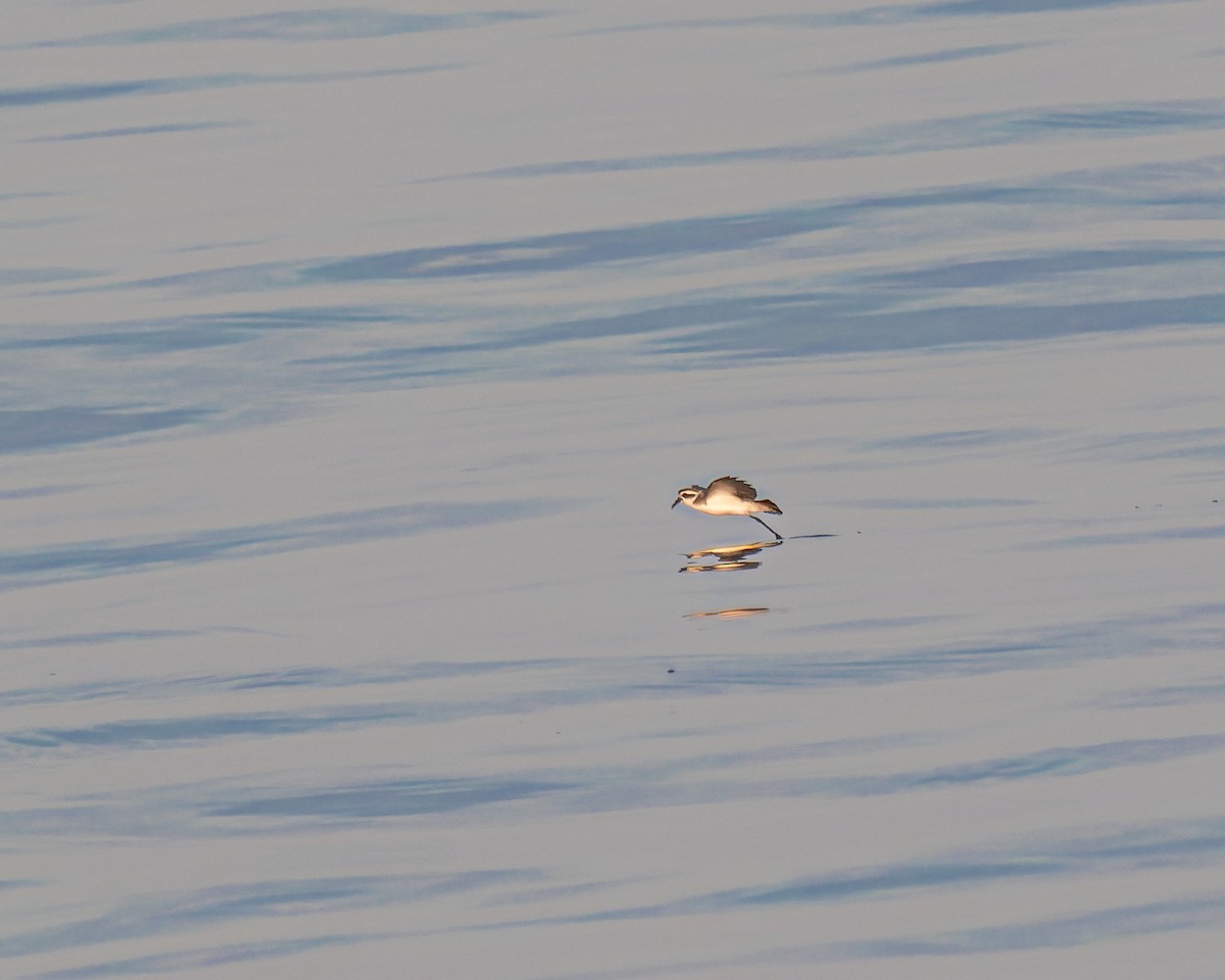White-faced Storm-Petrel - ML603718121