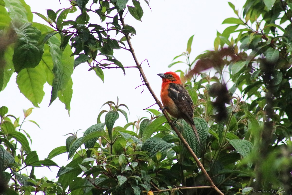 Flame-colored Tanager - ML603719691