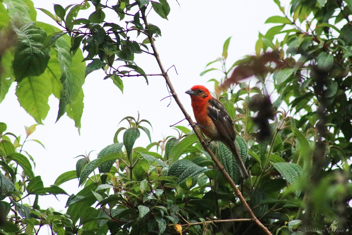 Flame-colored Tanager - ML603719701