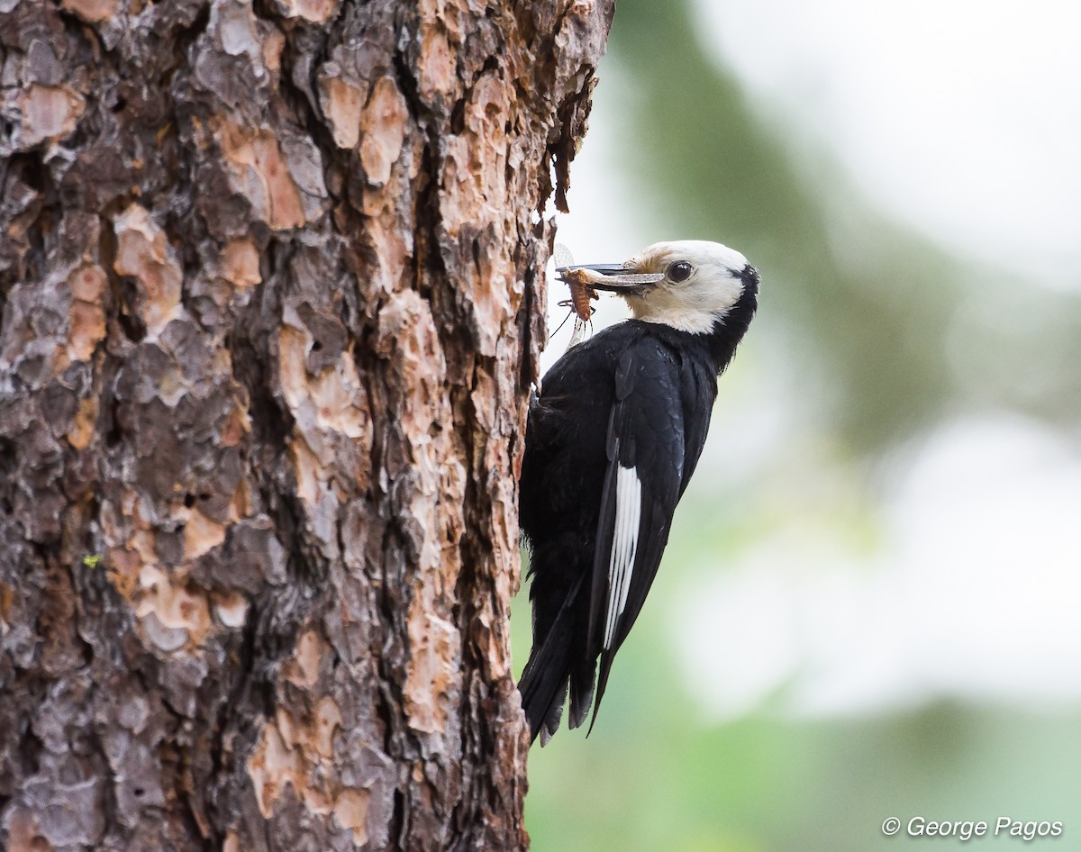 White-headed Woodpecker - George Pagos