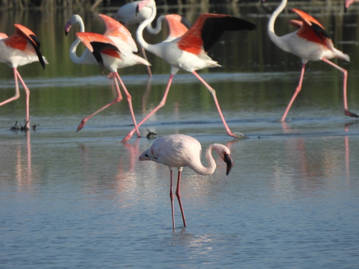 Lesser Flamingo - Adrián Colino Barea