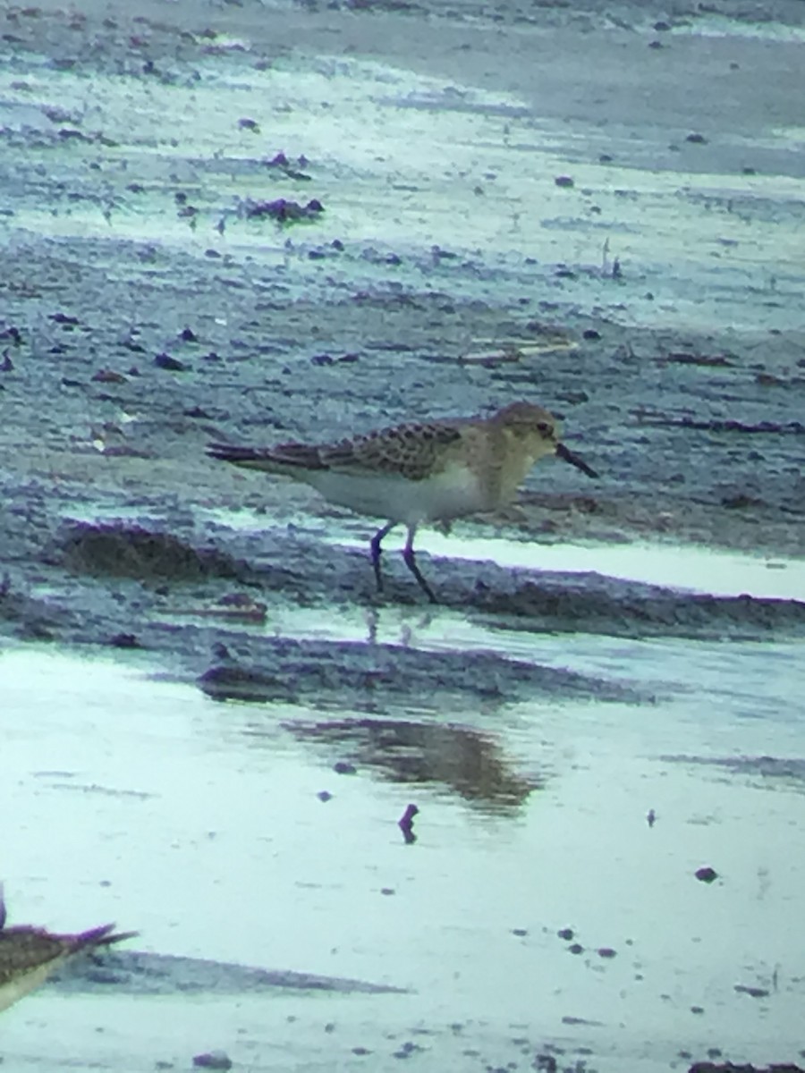 eBird Checklist 15 Aug 2023 Lake KoshkonongVinnie HaHa Rd./boat