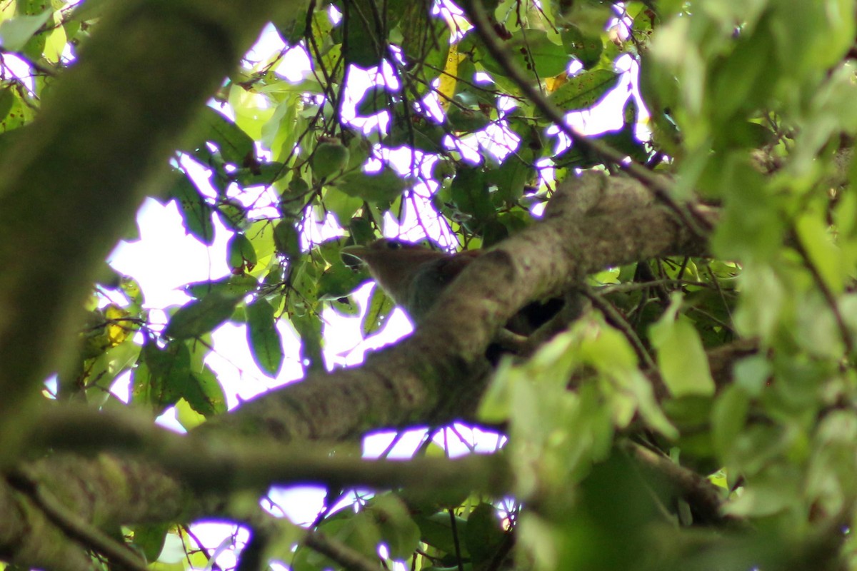 Squirrel Cuckoo - ML603728381