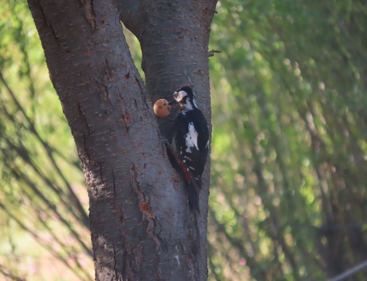 Great Spotted Woodpecker - ML603728691