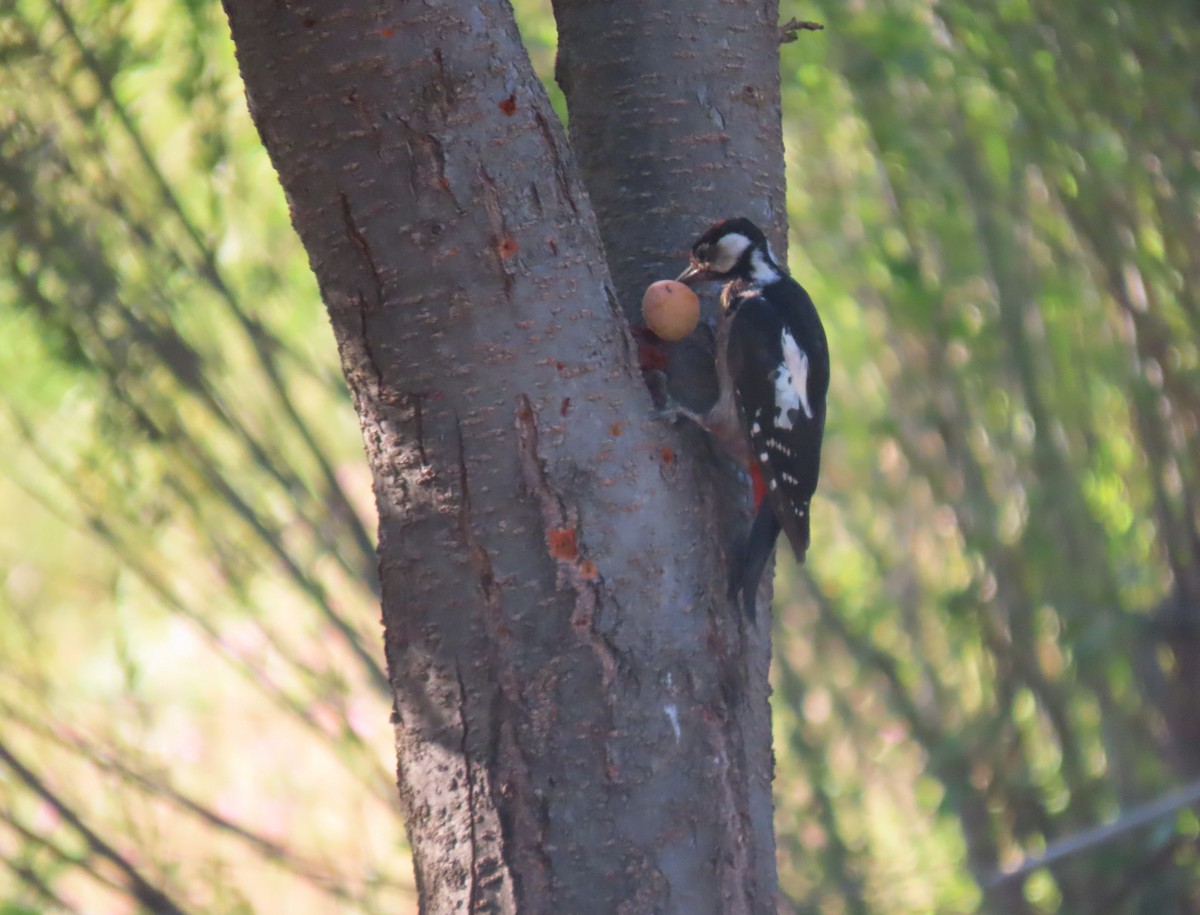 Great Spotted Woodpecker - ML603728721