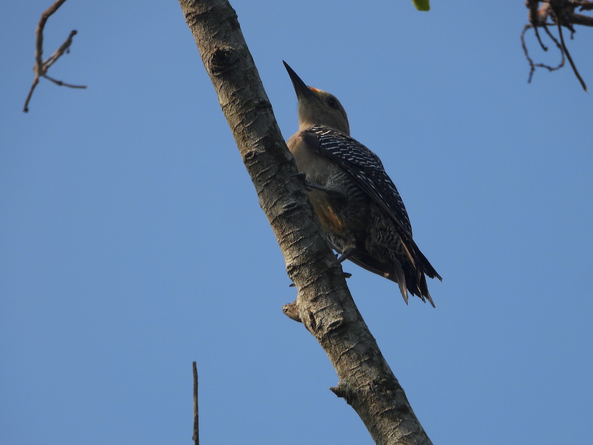 Golden-fronted Woodpecker - ML603731471