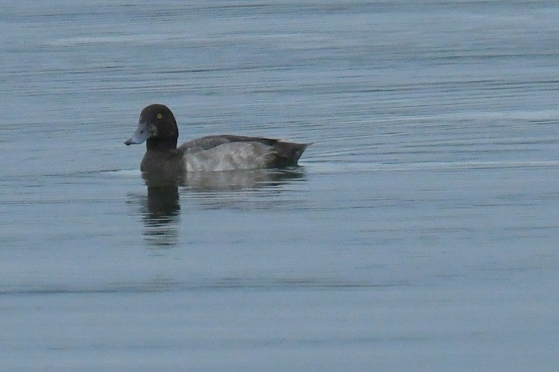 Greater Scaup - ML603731661