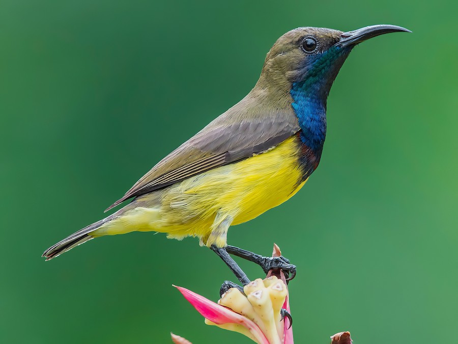 Olive-backed Sunbird (Ornate Sunbird) - eBird