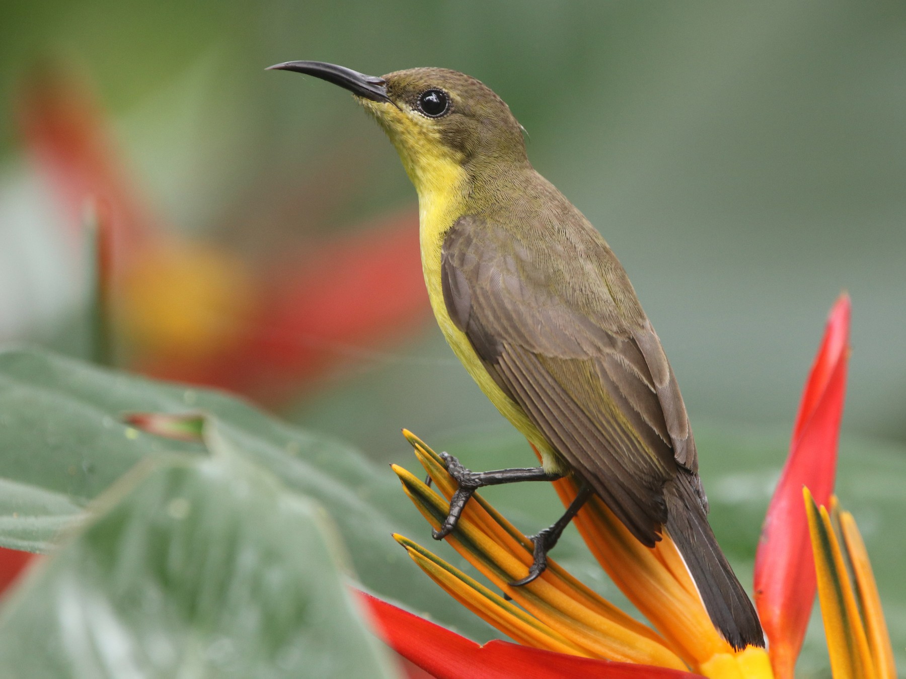 Ornate Sunbird - Carsten Sekula
