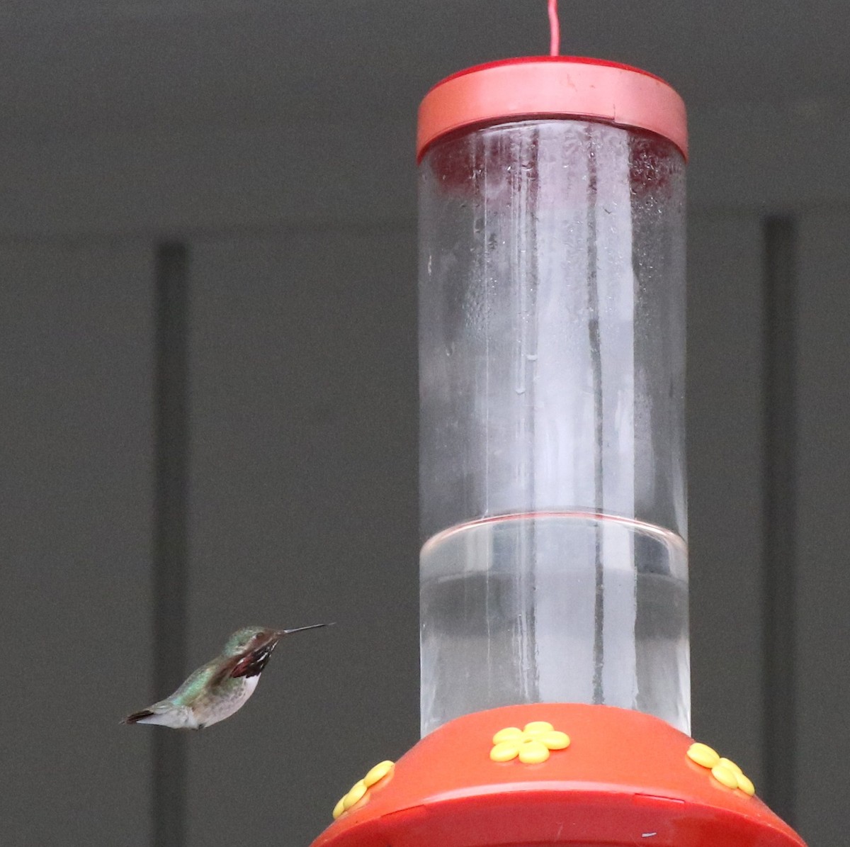 Calliope Hummingbird - ML60373321