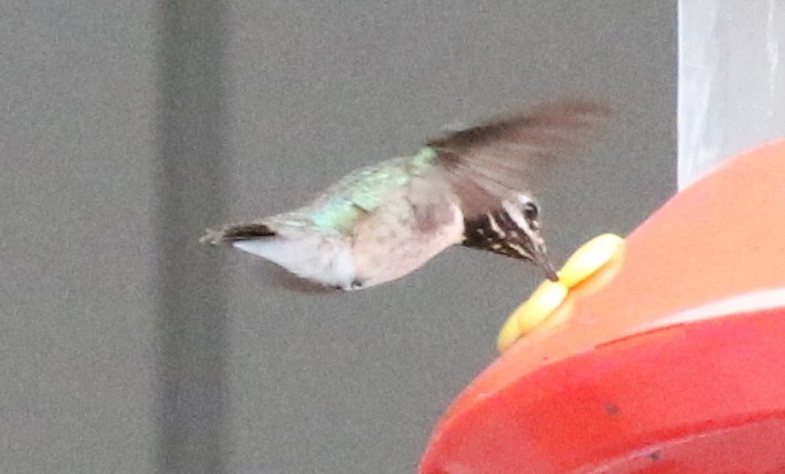 Calliope Hummingbird - ML60373331