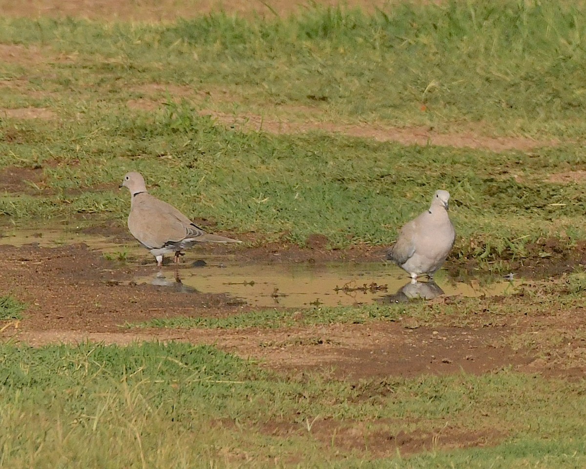 Eurasian Collared-Dove - Ted Wolff