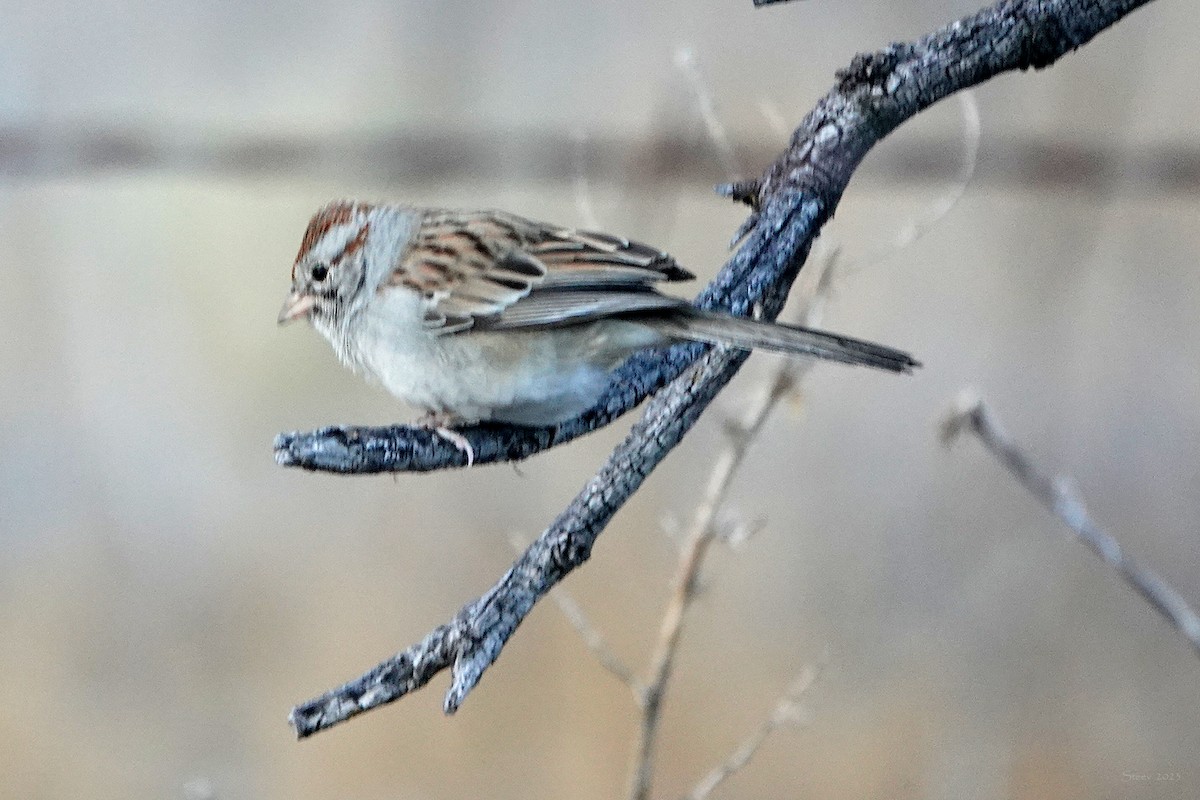 Rufous-winged Sparrow - ML603741471
