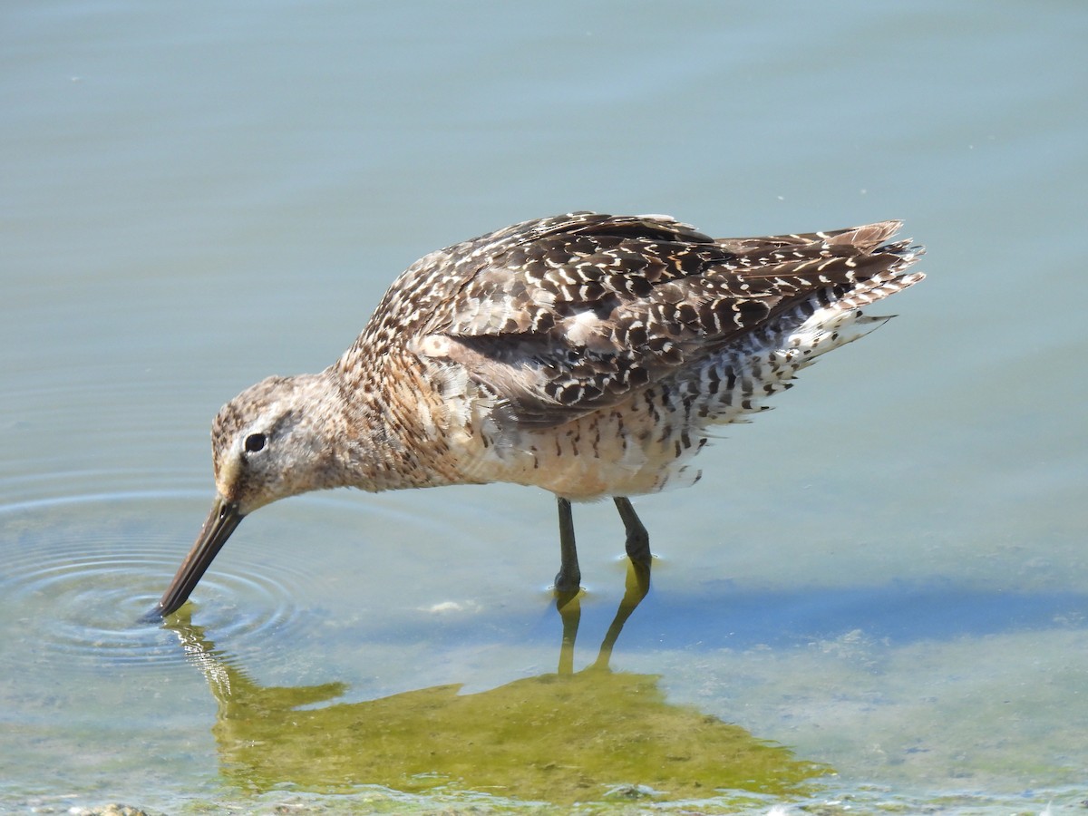 Long-billed Dowitcher - ML603742491