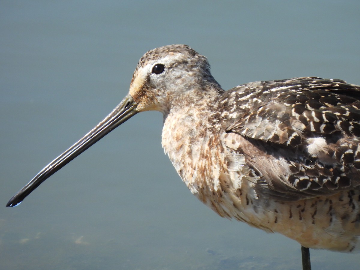Long-billed Dowitcher - ML603742621