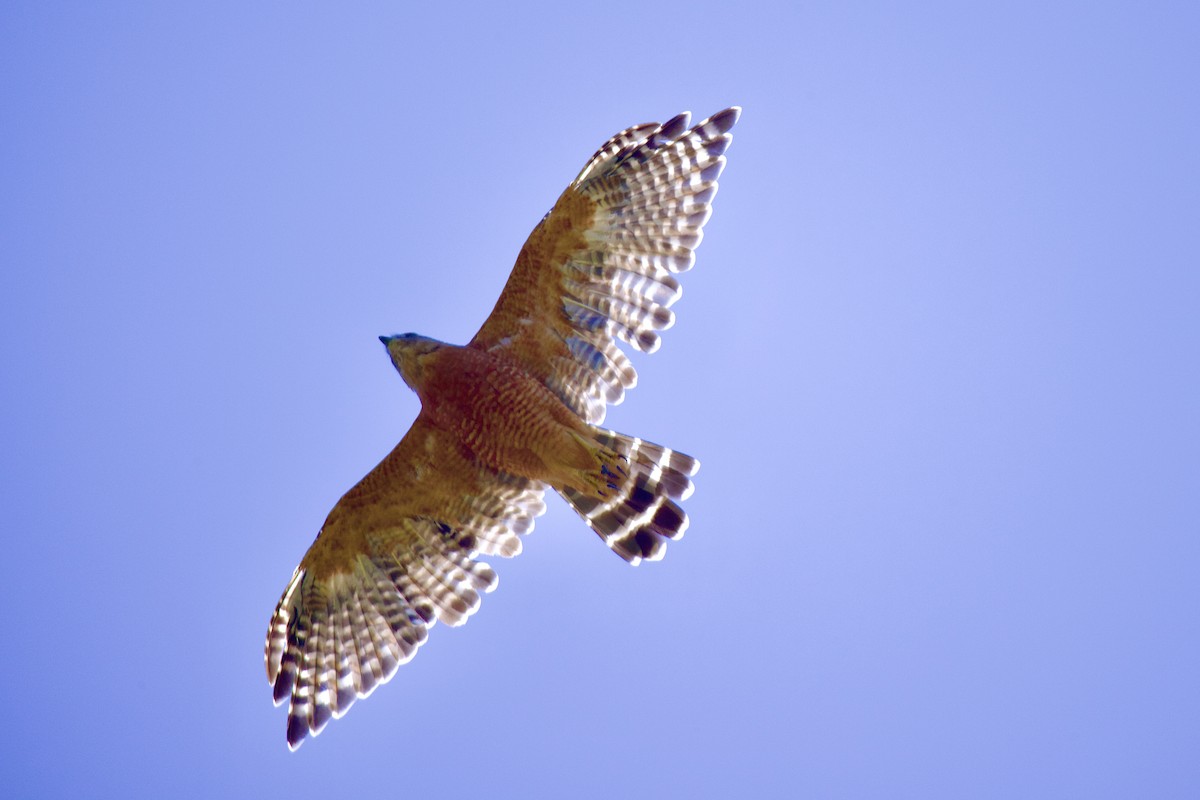 Red-shouldered Hawk - Ardell Winters