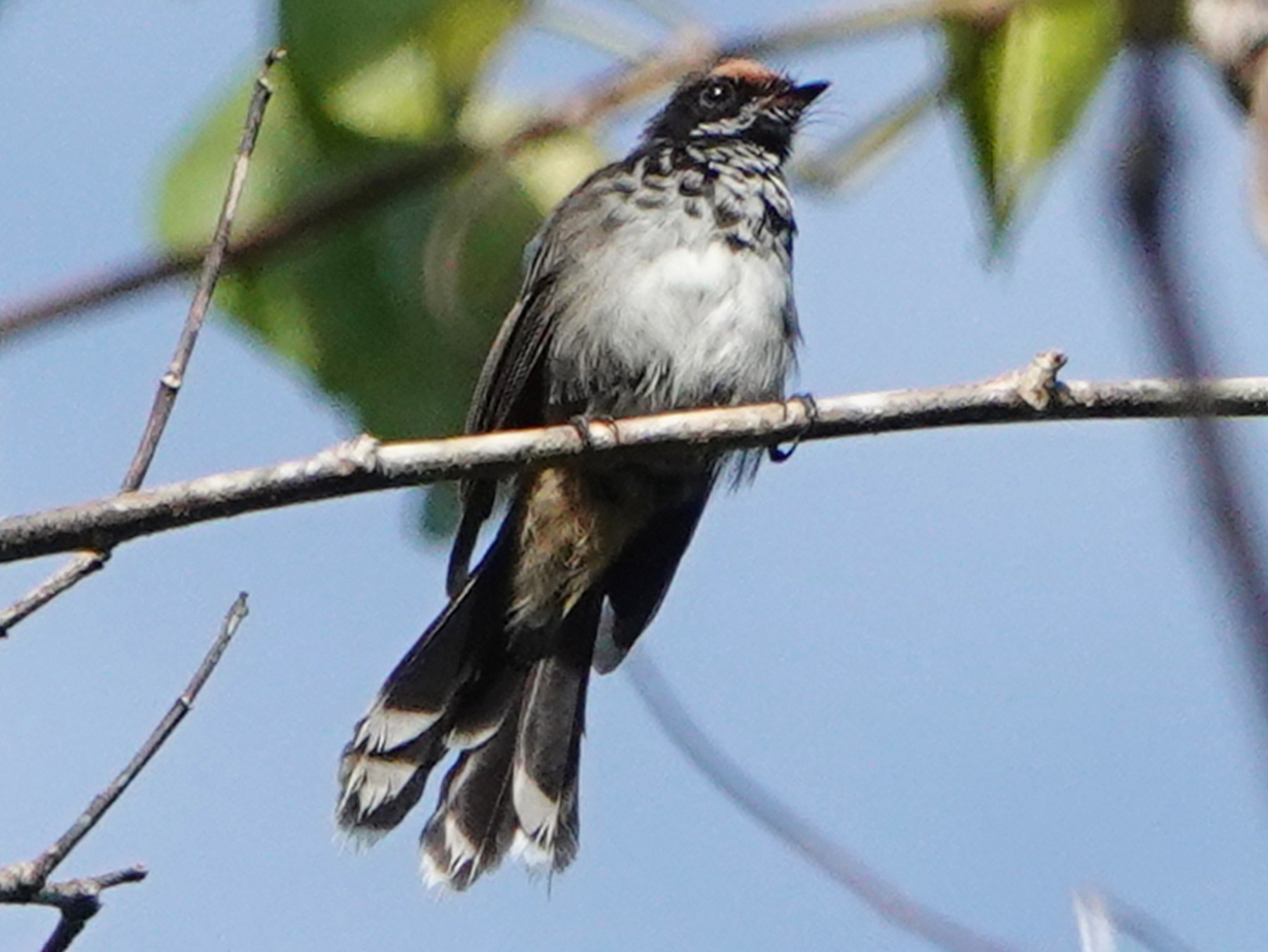 Santa Cruz Fantail eBird