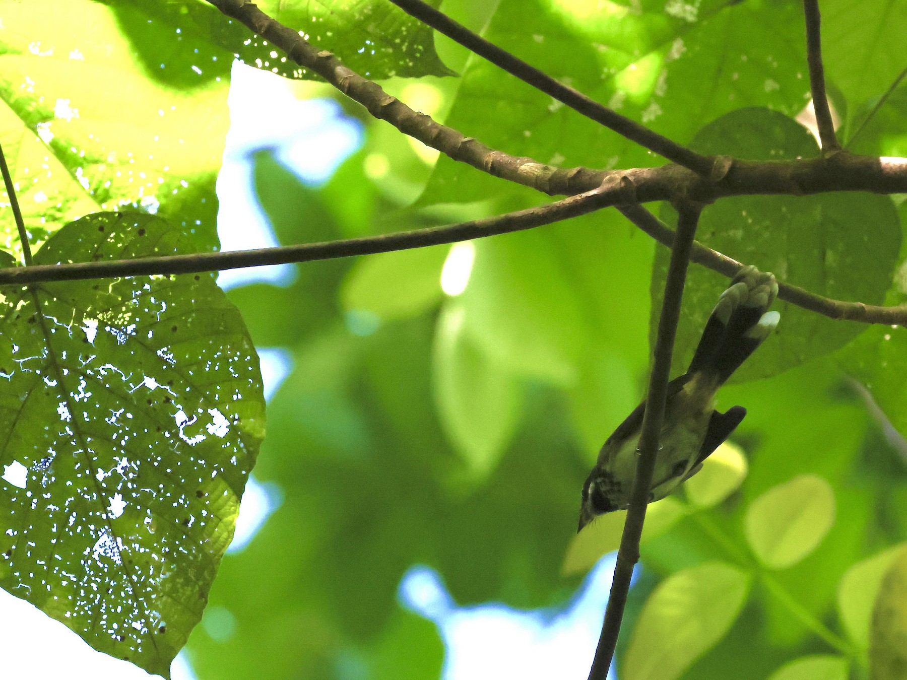 Santa Cruz Fantail eBird