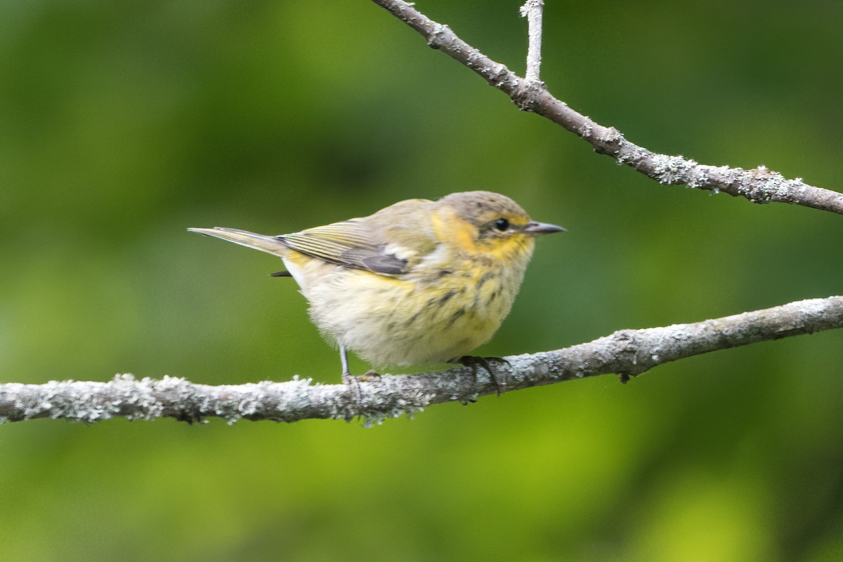 Cape May Warbler - ML603748101