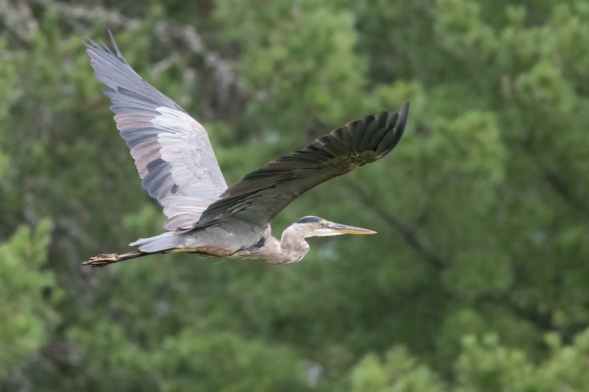 Great Blue Heron - ML603748201