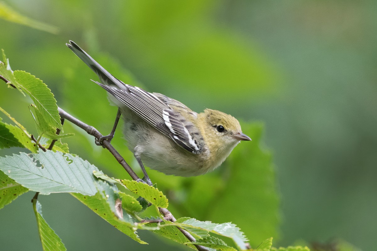Bay-breasted Warbler - ML603748391