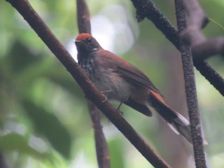 成鳥 (Dark-throated) - Phil Gregory | Sicklebill Safaris | www.birder.travel - ML603748401