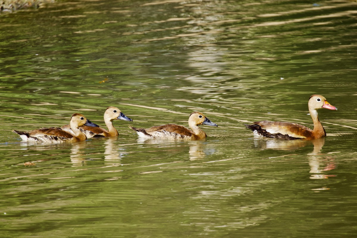 Black-bellied Whistling-Duck - Ardell Winters