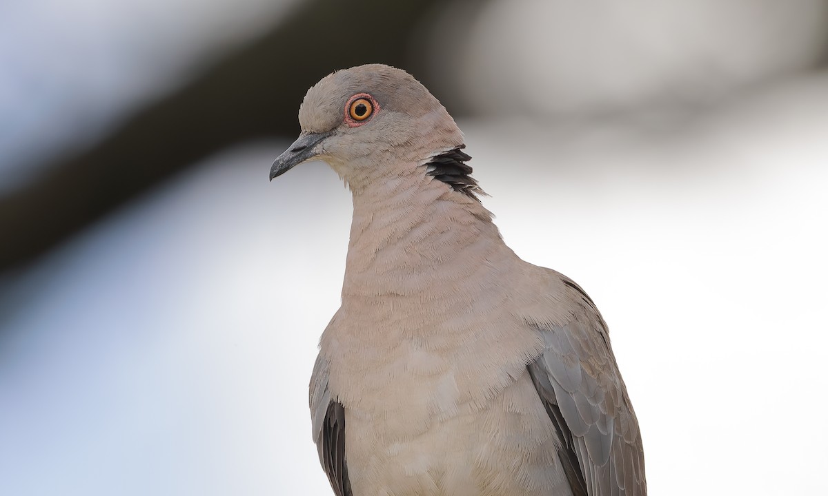 Mourning Collared-Dove - ML603753951