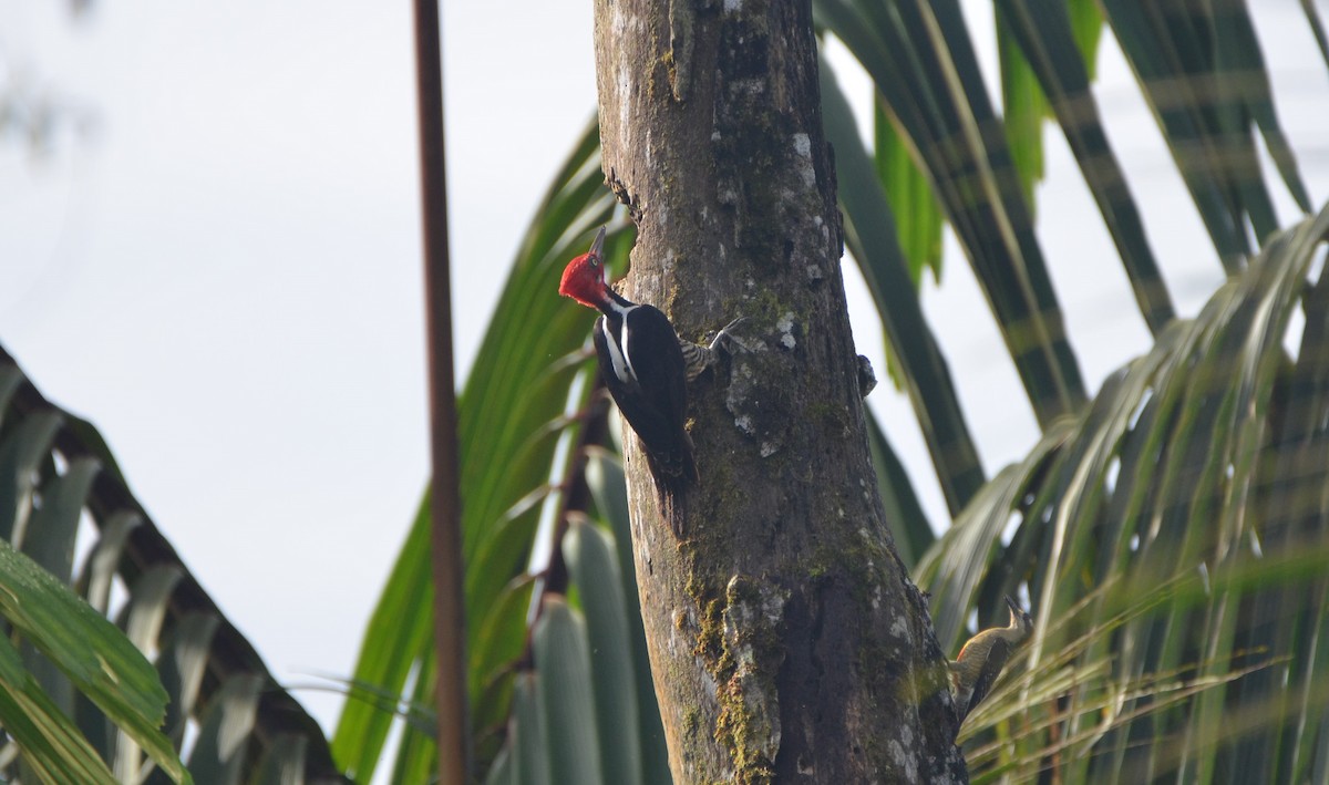 Guayaquil Woodpecker - ML603754031
