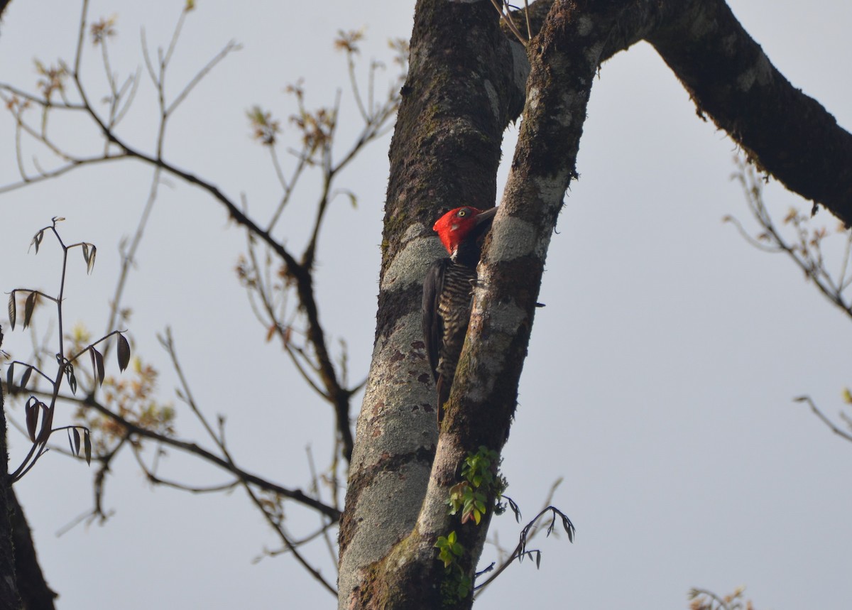 Guayaquil Woodpecker - ML603754191