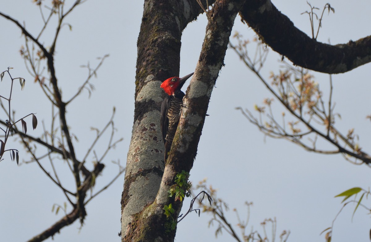 Guayaquil Woodpecker - ML603754311