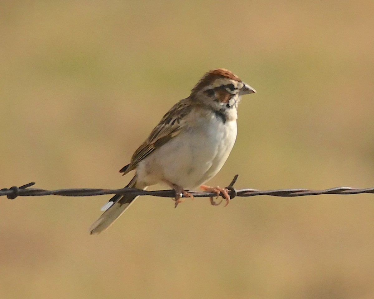 Lark Sparrow - Ted Wolff